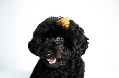 育碧下一款《幽灵行动》将改用虚幻5引擎 重返系列本源